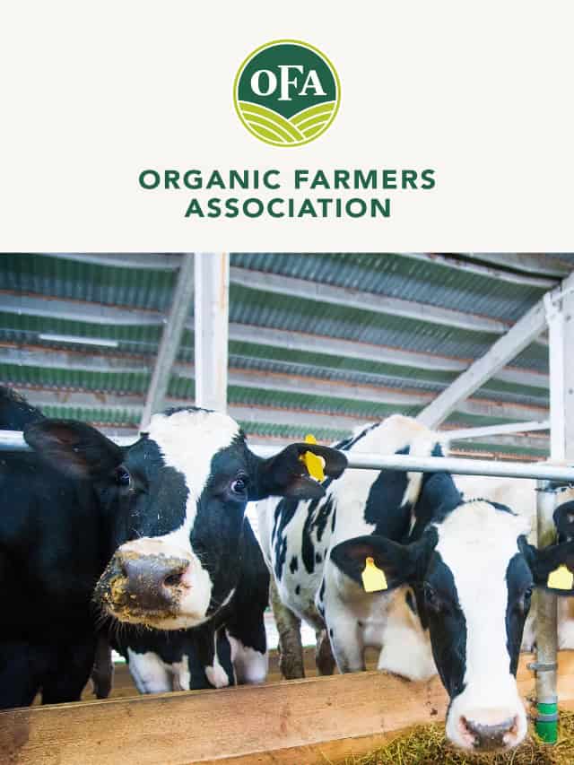 Organic Dairy in Schools: Nourishing the Next Generation