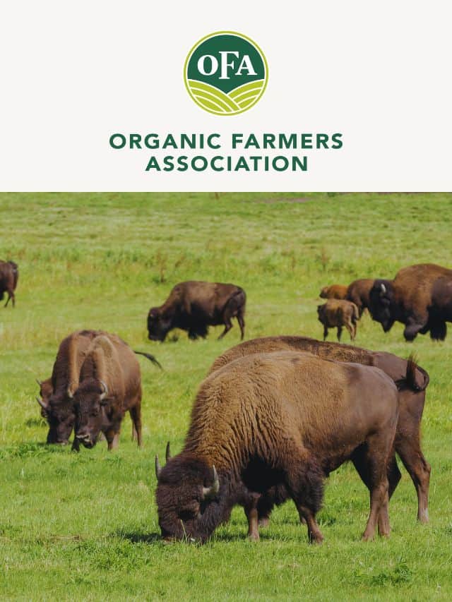 Benefits of  Grass-Fed Bison and Beef